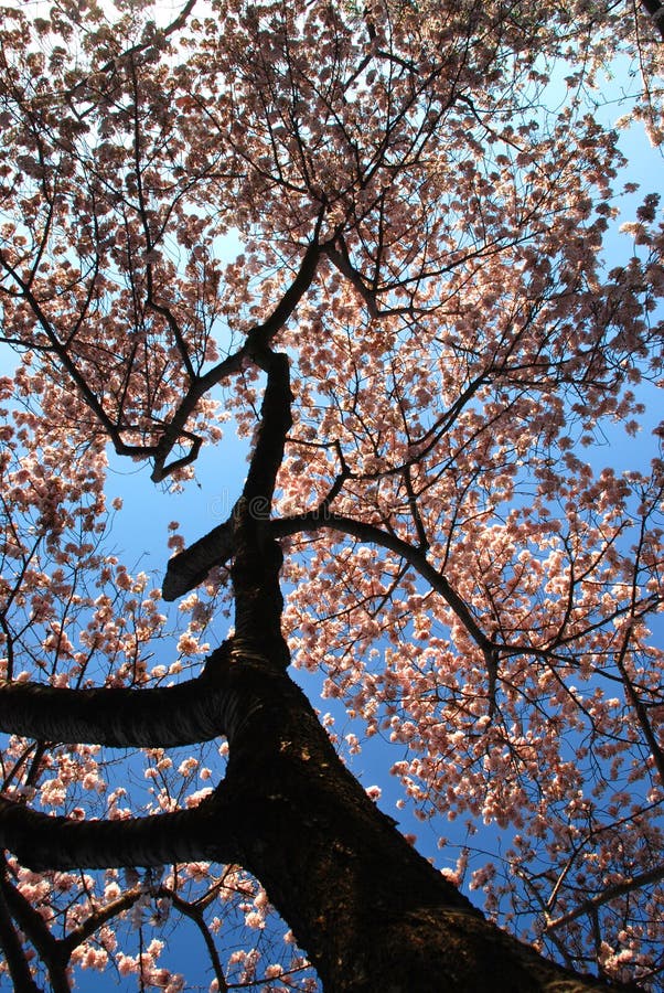 Under the Cherry Tree stock photo. Image of monument 69162272