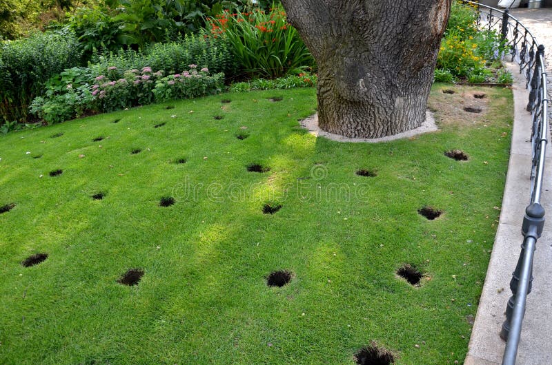 Under crown of old oak in front of the perennial bed, several circular holes are drilled in lawn soil these are aeration and drain