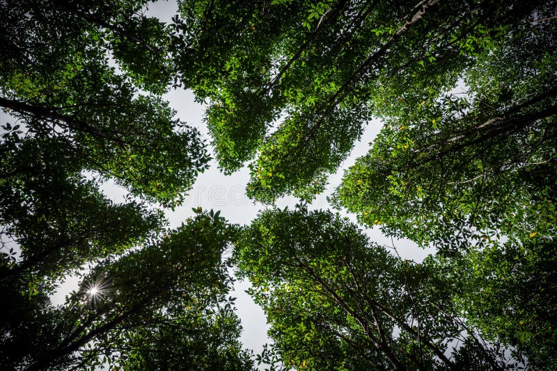 Under green leaves of mangrove forest stock photography