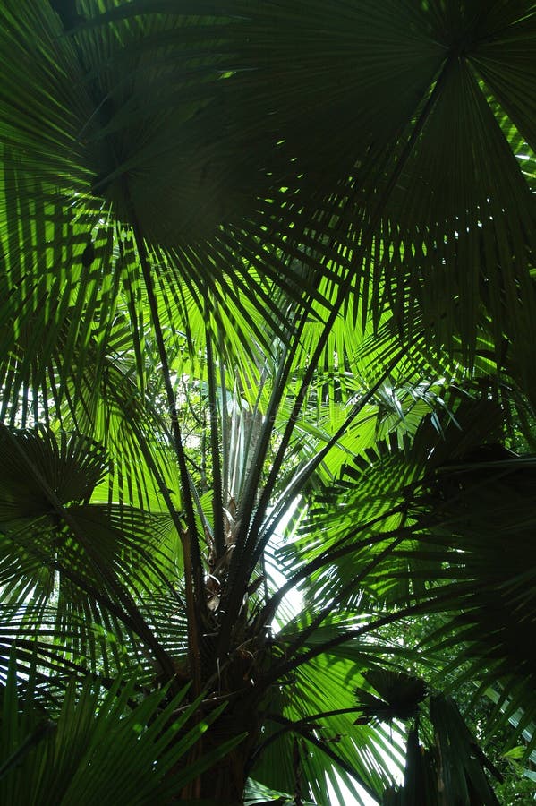 Under A Palm Tree royalty free stock photo