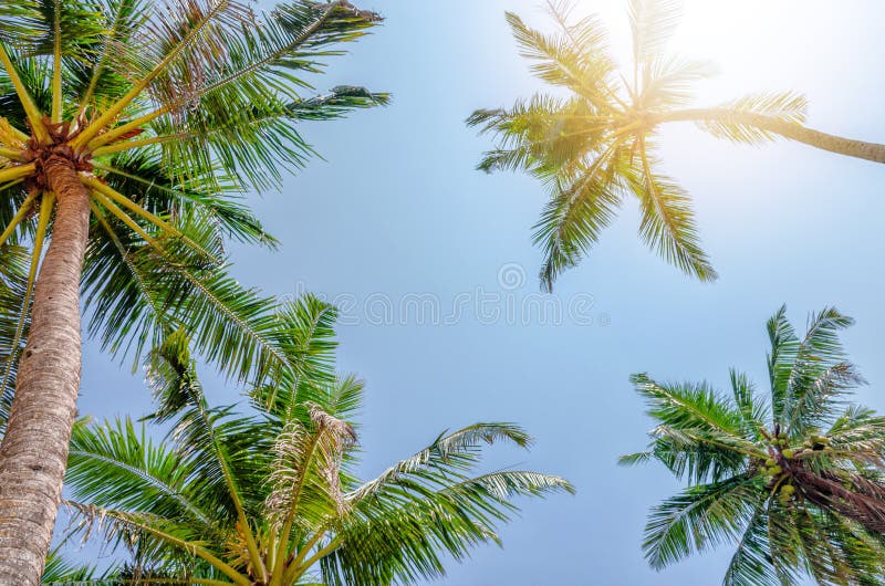 Under Palm Trees View, Sunny Day