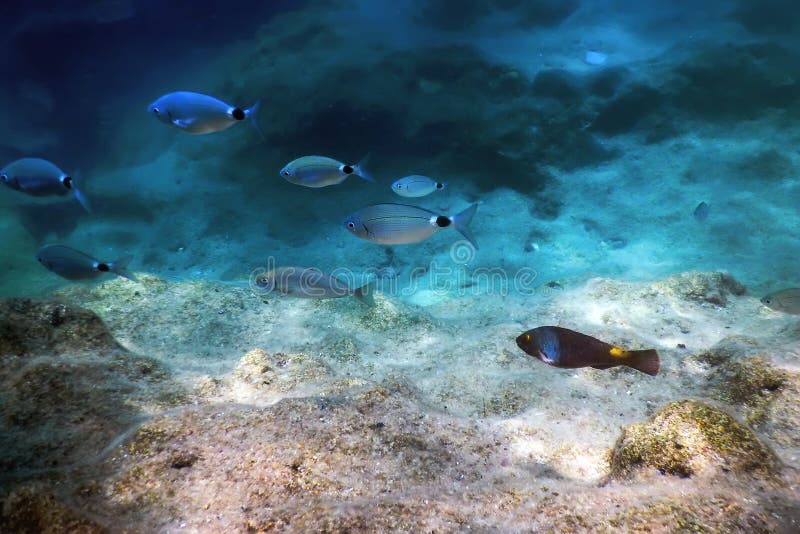 Under the Sea, Underwater Scene Sunlight, Fish Underwater Life Stock ...