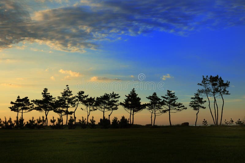 Under setting sun tree