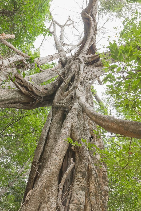 Under stort grönt träd av ett jätte- rainforestträd royaltyfri fotografi Under stort grönt träd av ett jätte- rainforestträd royaltyfri fotografi