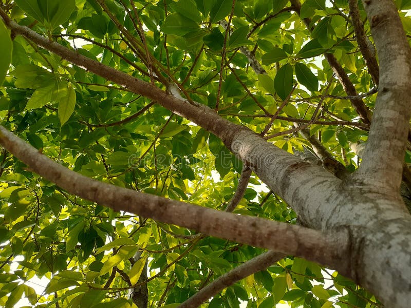 Under tree high angel view under tree high angel view stock afbeelding