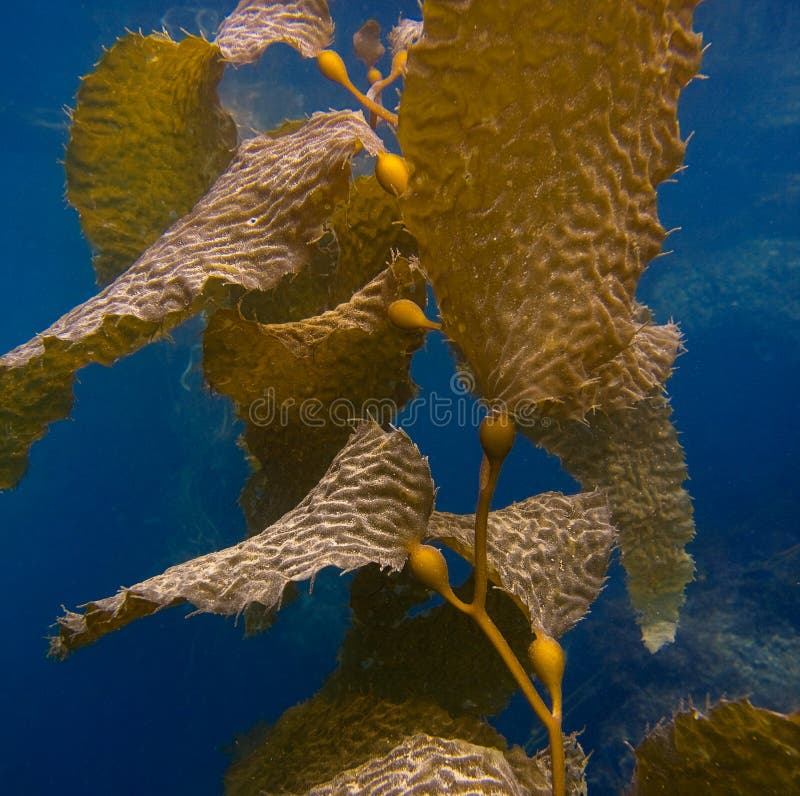 Under Water Kelp stock photos Under Water Kelp stock photos