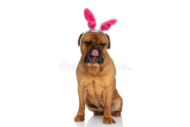 Lovely bullmastiff dog with bunny ears headband licking nose and sitting on white background in studio. Lovely bullmastiff dog with bunny ears headband licking nose and sitting on white background in studio