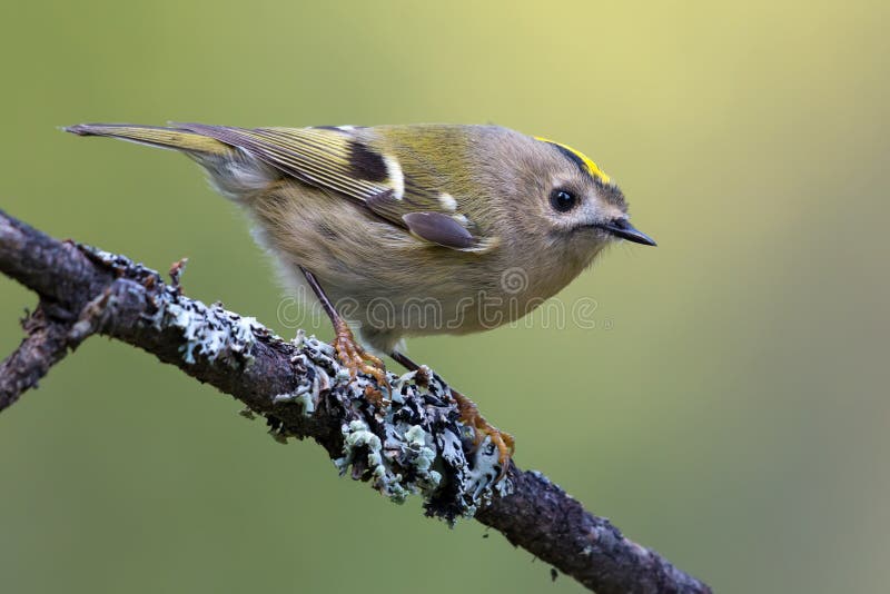 Underbar goldcrest regulus regulus genomträngande på tättlichen täckt gren i sommarskog royaltyfria bilder