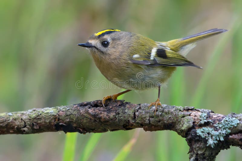 Underbar goldcrest regulus regulus peruto på lichfilial nära en vattendamm i grönträ royaltyfri fotografi