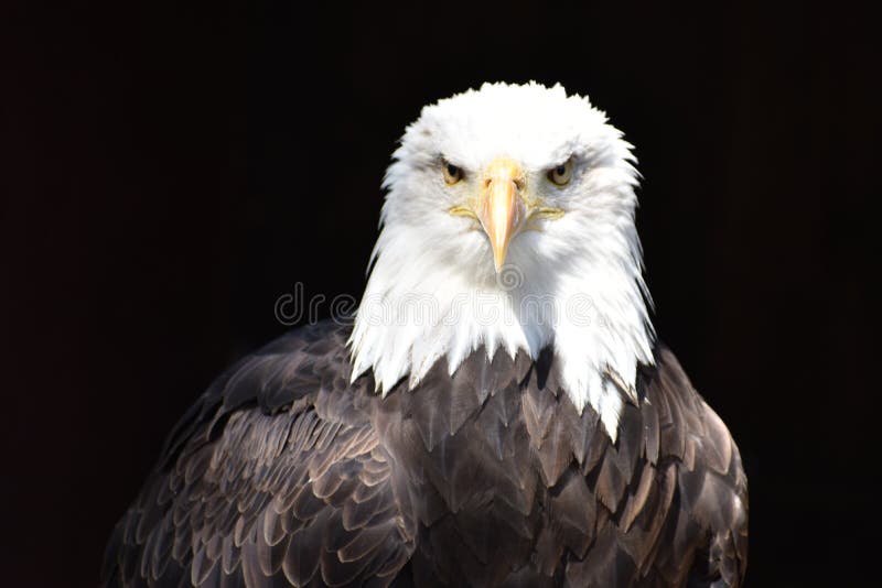 Underbar majestätisk stående av en amerikansk skallig örn med en svart bakgrund arkivfoto Underbar majestätisk stående av en amerikansk skallig örn med en svart bakgrund arkivfoto