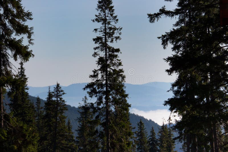 Underbar sikt av Carpathians berg med hög barrträdförgrund Skogberg med moln och dimma royaltyfria bilder Underbar sikt av Carpathians berg med hög barrträdförgrund Skogberg med moln och dimma royaltyfria bilder