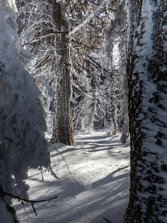 Underbar snötäckt skog på en solig vinterdag. skuggor på vit snö. vintersaga