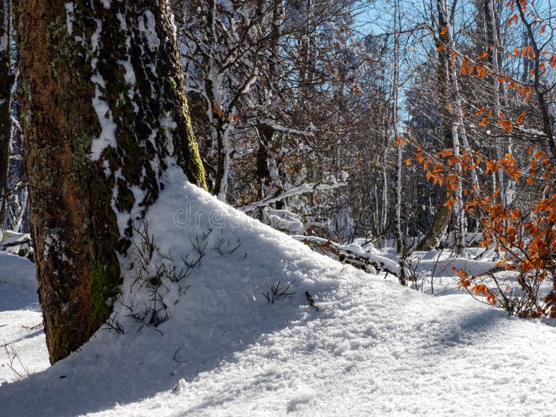 Underbar snötäckt skog på en solig vinterdag. skuggor på vit snö. vintersaga