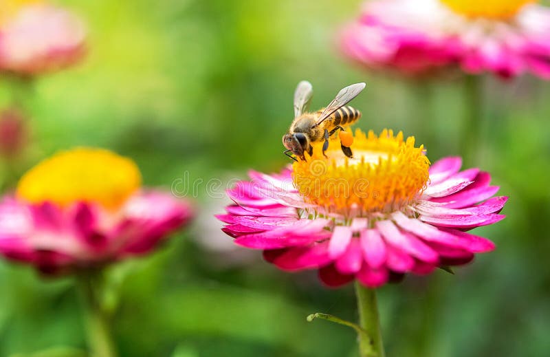 Underbart foto av ett härligt bi och blommor om den soliga dagen royaltyfria bilder Underbart foto av ett härligt bi och blommor om den soliga dagen royaltyfria bilder