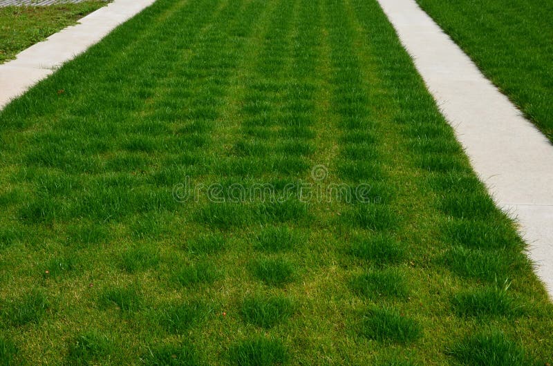 Underground Drip Hoses Located Under the Turf. Where the Water Flows