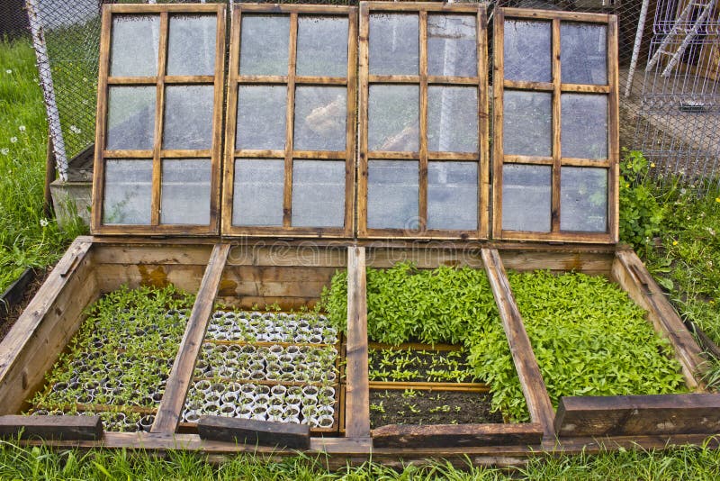 Dřevěná green house pohřben v zemi s koňský hnůj na mladé sazenice chránit před mrazem.