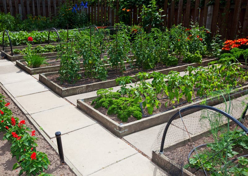 Raised vegetable garden beds are more productive and easier to maintain than traditional garden plots. A section of raised beds on a sunny day. Raised vegetable garden beds are more productive and easier to maintain than traditional garden plots. A section of raised beds on a sunny day.