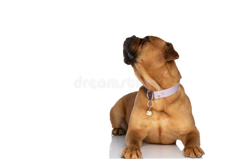 Curious brown bullmastiff puppy with collar looking up while laying down on white background. Curious brown bullmastiff puppy with collar looking up while laying down on white background