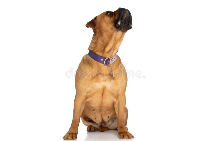 Curious and hungry bullmastiff dog with collar drooling and looking up while sitting in front of white background in studio. Curious and hungry bullmastiff dog with collar drooling and looking up while sitting in front of white background in studio