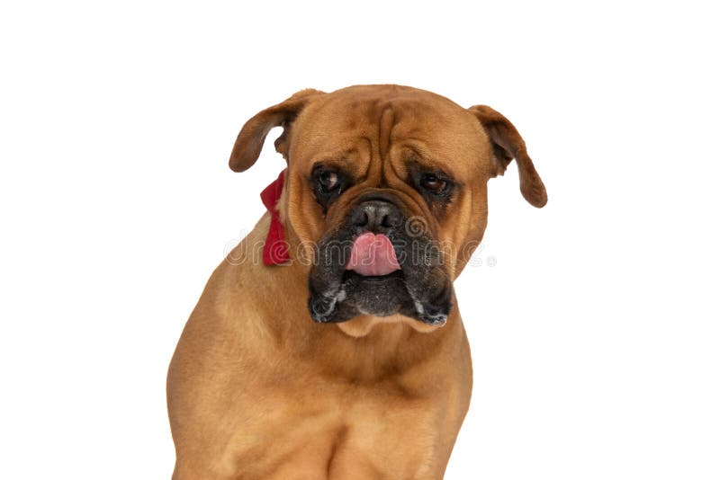 Curious bullmastiff puppy sticking out tongue and licking nose while sitting on white background and wearing red bowtie, looking to side in studio. Curious bullmastiff puppy sticking out tongue and licking nose while sitting on white background and wearing red bowtie, looking to side in studio