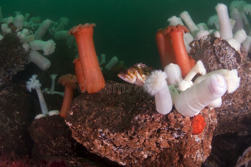 Undersea Garden