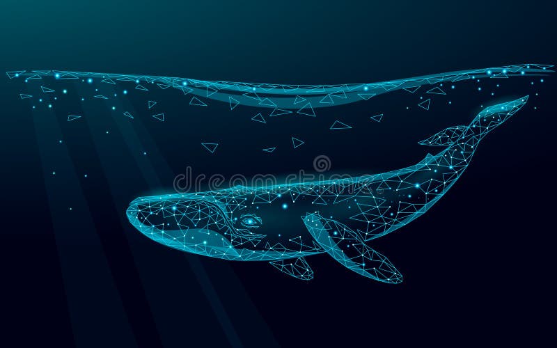 Low poly 3D whale swimming undersea. Water ocean surface dark night glowing wave. Large humpback whale marine wild life migration. Triangle polygonal vector illustration. Low poly 3D whale swimming undersea. Water ocean surface dark night glowing wave. Large humpback whale marine wild life migration. Triangle polygonal vector illustration.