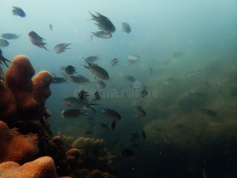 Under the sea with nature stock image. Image of shadow - 197849241