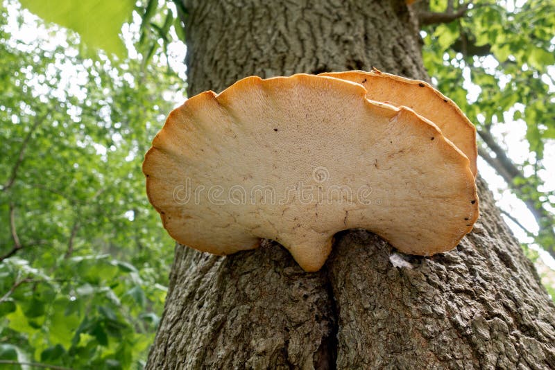 Underside Of Dryad`s Saddle Polyporus squamosus, Fungus On A Tree Trunk