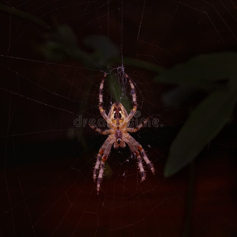 Spider Glows Stock Photos - Free & Royalty-Free Stock Photos from