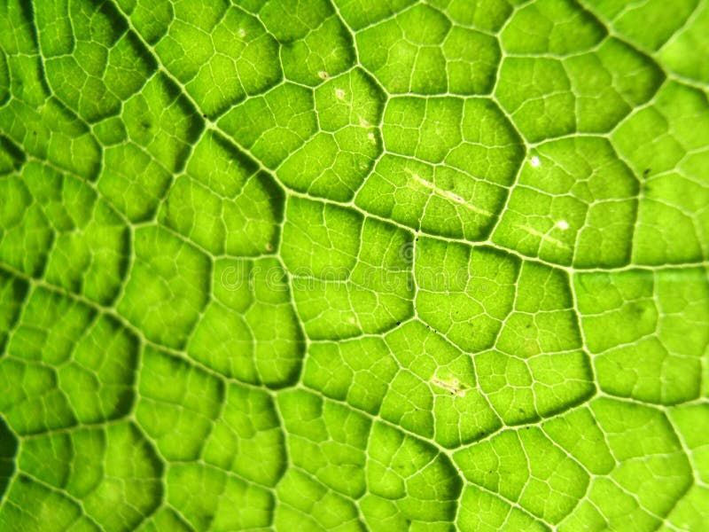 Underside Of A Green Leaf 21 Picture. Image 3106342