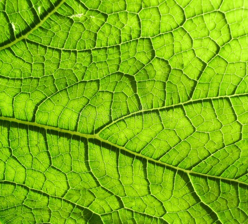 Underside Of A Green Leaf stock photo. Image of leaf, spring 2979352