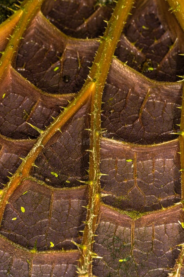 Underside of a Waterlily Leaf Stock Photo Image of texture, foliage