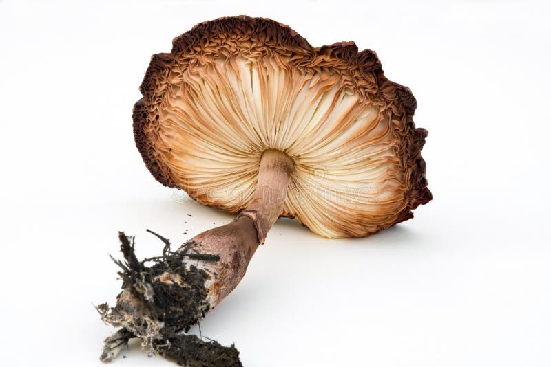 Underside View of Mushroom Gills & Stalk with Roots