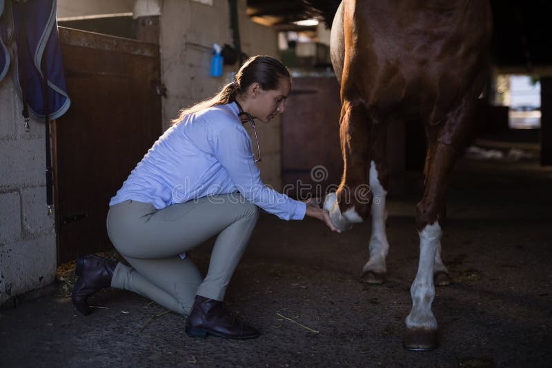 Undersökande hästben för kvinnlig veterinär i stall royaltyfria bilder Undersökande hästben för kvinnlig veterinär i stall royaltyfria bilder
