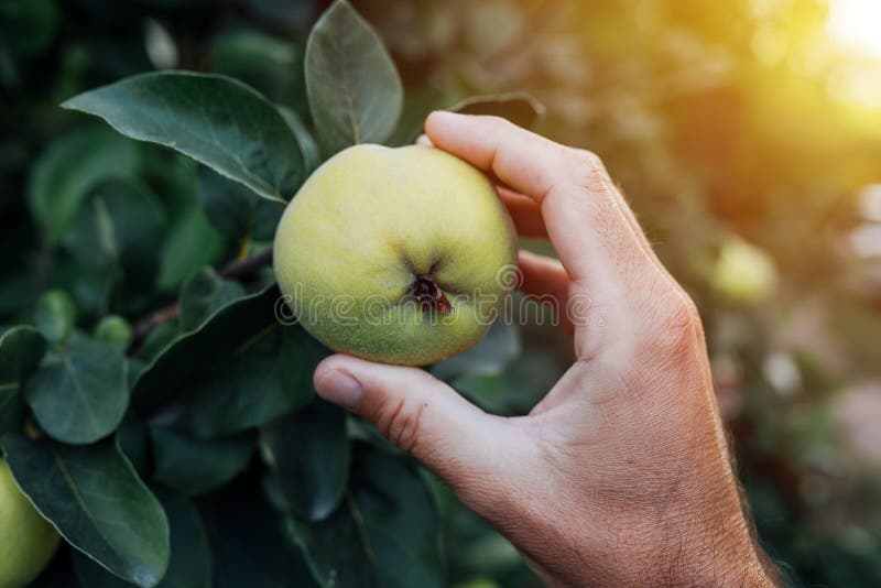 Undersökande kvittenfrukt för bonde som är fullvuxen i organisk trädgård. Undersökande kvittenfrukt för bonde som är fullvuxen i den organiska trädgården, manlig hand som rymmer mognande frukt