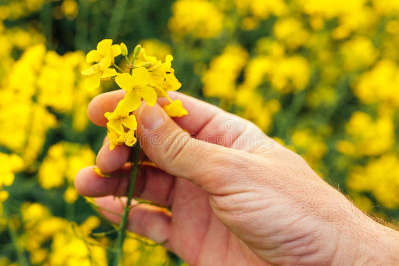 Undersökande rapsfrö för bonde som blommar växter fotografering för bildbyråer