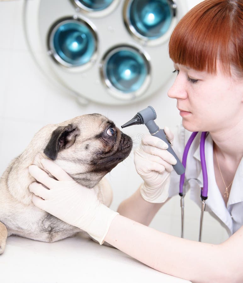 Undersökande ögon för kvinnlig veterinär av hunden i klinik med en otoscope arkivfoto Undersökande ögon för kvinnlig veterinär av hunden i klinik med en otoscope arkivfoto