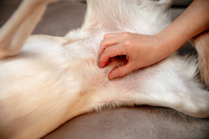 Undersökning av bröstkörtlarna är svullen falsk graviditet eller pseudokyes hos en honhund. arkivfoton