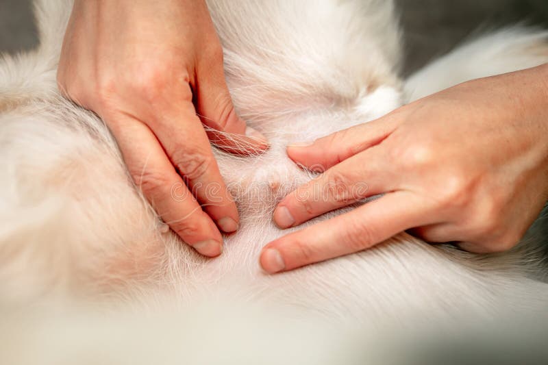Undersökning av bröstkörtlarna är svullen falsk graviditet eller pseudokyes hos en honhund. royaltyfri bild