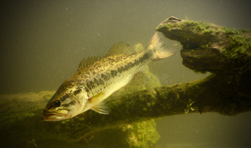 Undervattens- bas- fisk royaltyfri fotografi