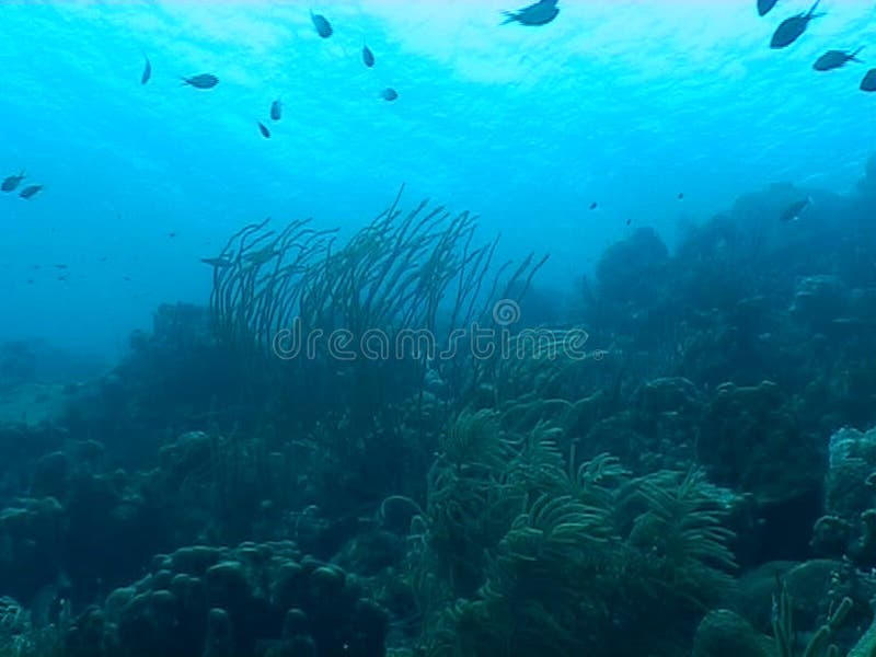 Undervattens- dykningvideo