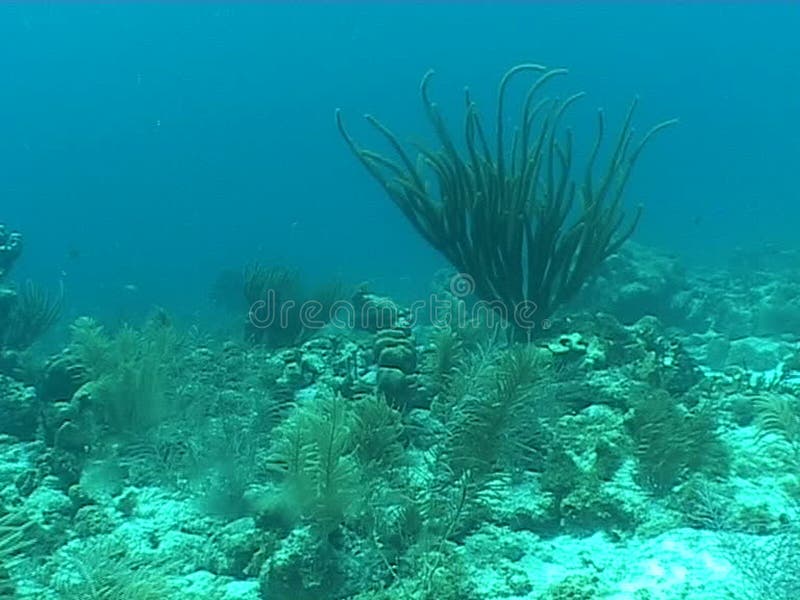 Undervattens- dykningvideo
