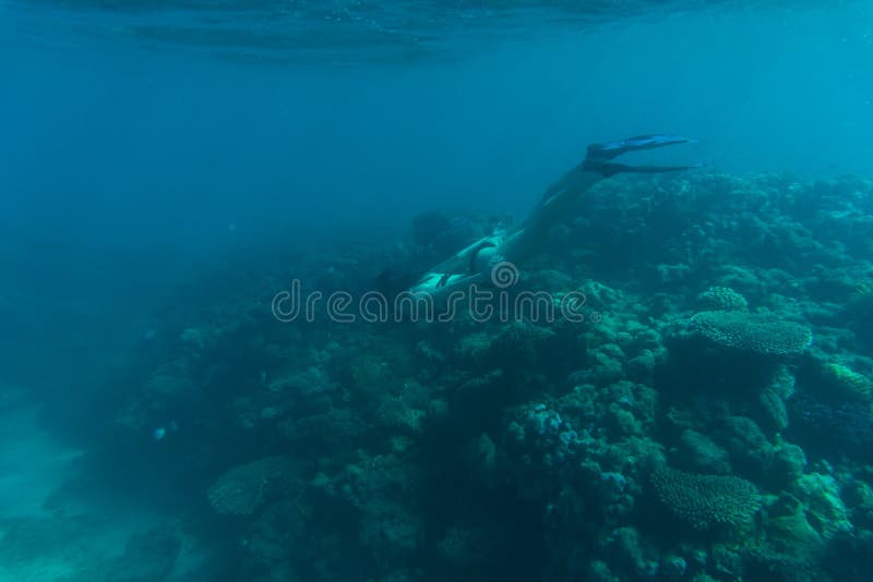 Undervattens- foto av att snorkla för kvinna och fri dykning i ett klart tropiskt vatten på korallreven undervattens- hav royaltyfria foton Undervattens- foto av att snorkla för kvinna och fri dykning i ett klart tropiskt vatten på korallreven undervattens- hav royaltyfria foton