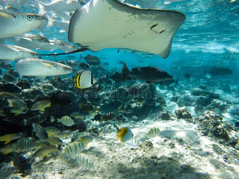 Undervattens- havsvarelsestingrocka i Tahiti