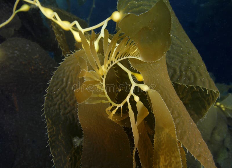 undervattens- kelp för anacapaKalifornien ö arkivbild undervattens- kelp för anacapaKalifornien ö arkivbild