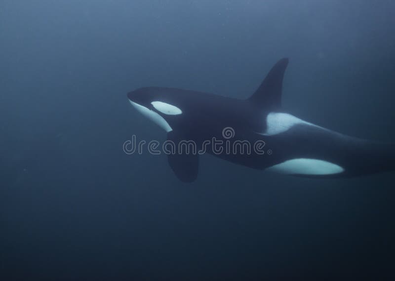 undervattens- orca arkivbild undervattens- orca arkivbild