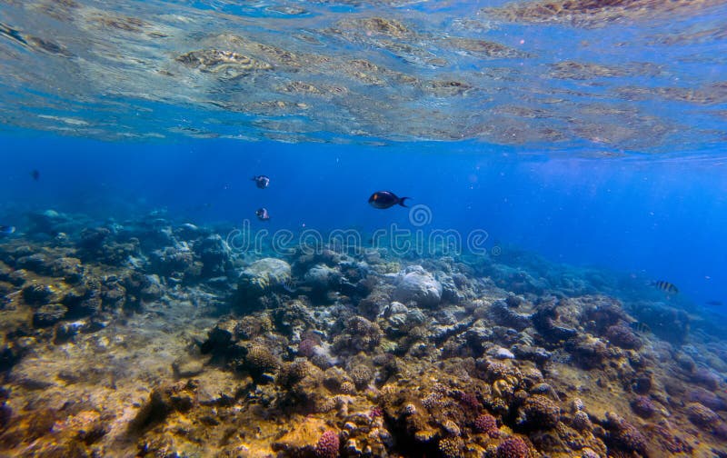 Undervattens- panorama med fisken och korall fotografering för bildbyråer Undervattens- panorama med fisken och korall fotografering för bildbyråer