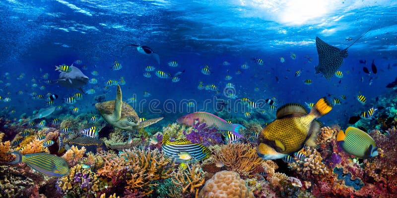 Undervattenskorallrevet med bred panoramabakgrund i djupblått hav med färgad havssköldpadda