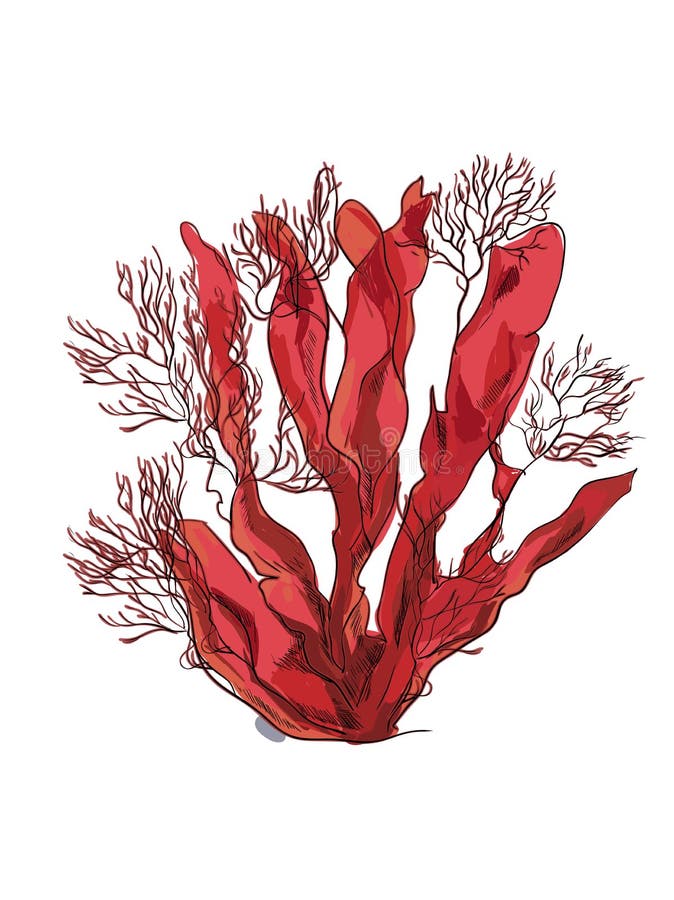 Watchful Frustration Labe Underwater Algae Seaweed Elements Stock Illustration - Illustration of  healthy, aquarium: 99924896