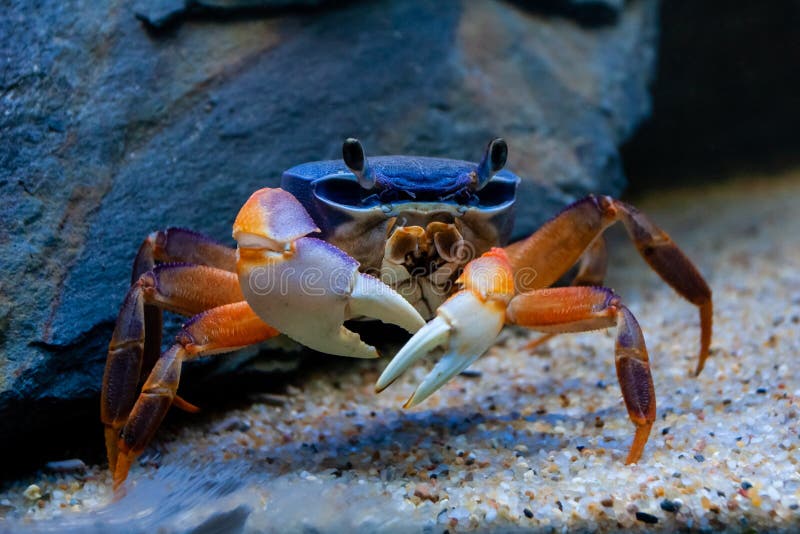 Underwater closeup picture of the  mangrove crab